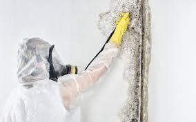 Best HVAC Mold Inspection and Cleaning  in El Segundo, CA